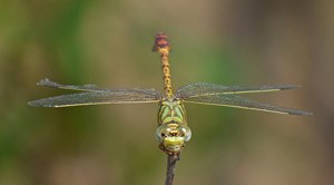 Green Hooktail - Paragomphus genei3 © John Muddeman